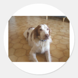 Bretagnespaniel laying.png runder aufkleber