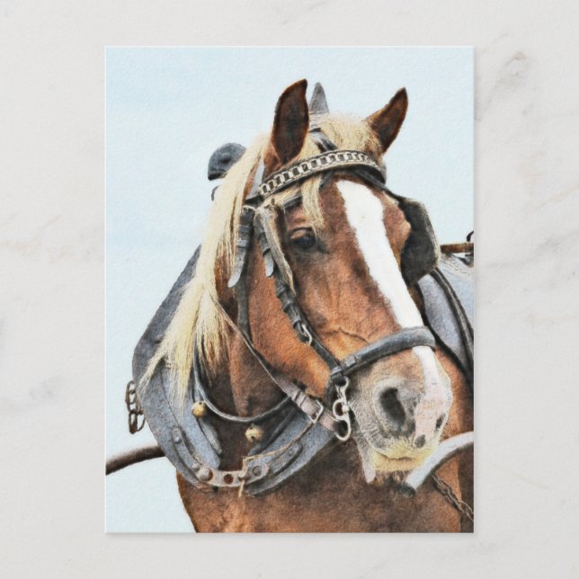 Breton-Zugpferd in Geschirr Postkarte (Vorderseite)