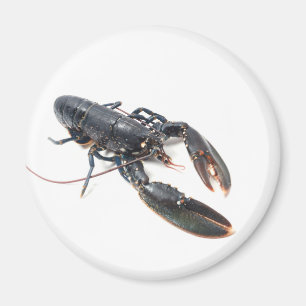 Bretonischer Hummer Magnet