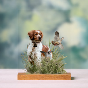 Bretonischer Spaniel Acrylschild