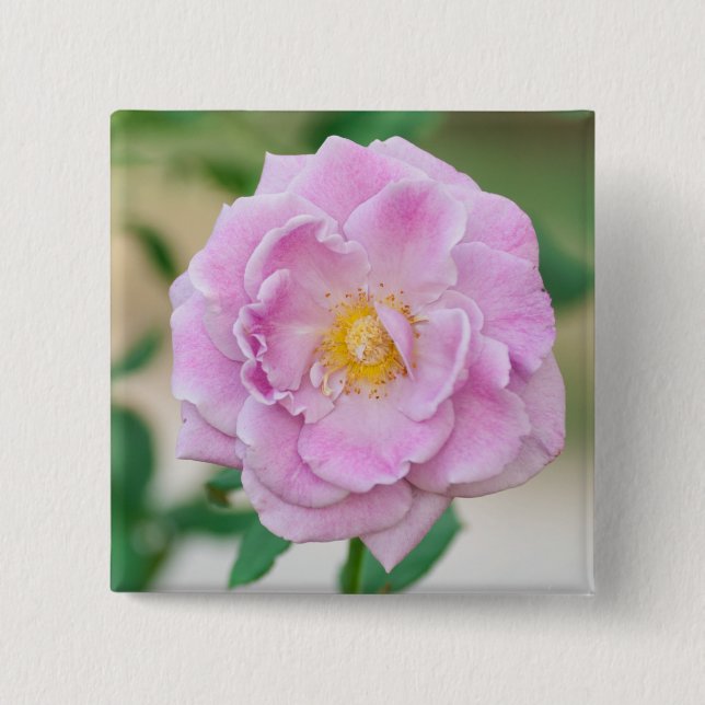Briar Rose Button (Vorderseite)