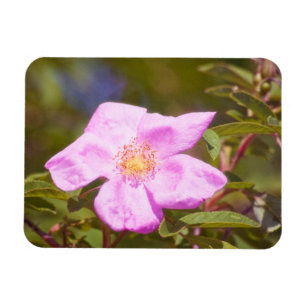 Briar Rose Magnet