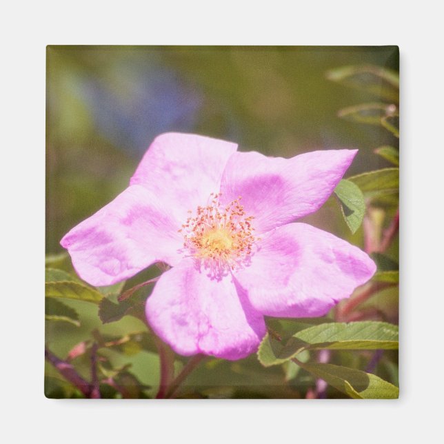 Briar Rose Magnet (Vorne)