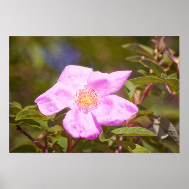 Briar Rose Poster (Vorne)