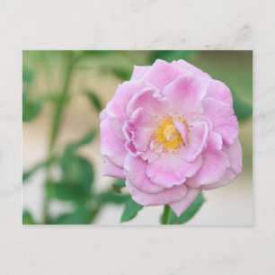 Briar Rose Postkarte