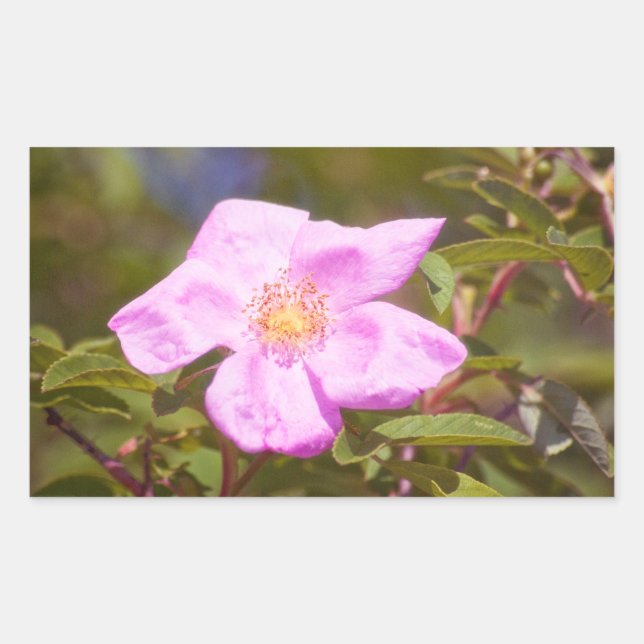 Briar Rose Rechteckiger Aufkleber (Vorderseite)