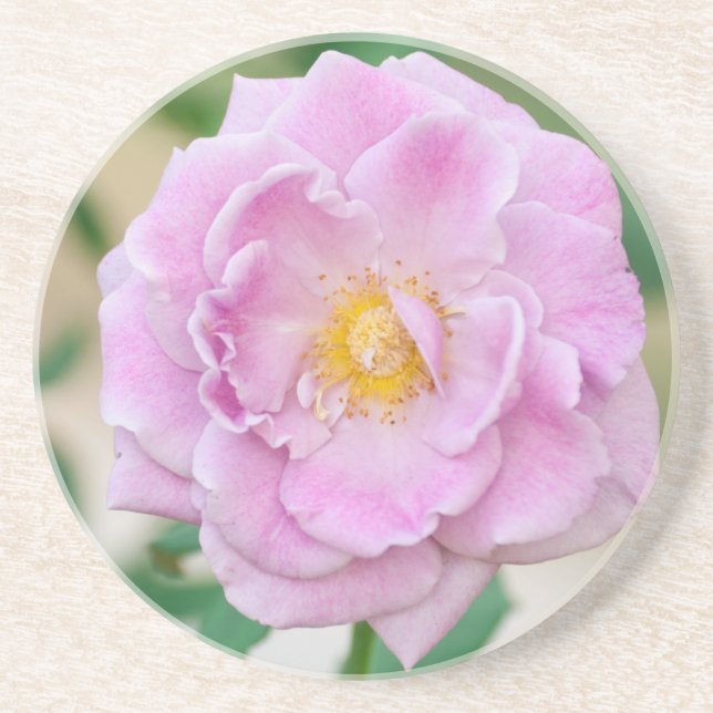 Briar Rose Sandstein Untersetzer (Vorne)