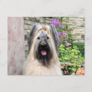 Briard Dog in einem Tiara "Queen Bee" Postkarte