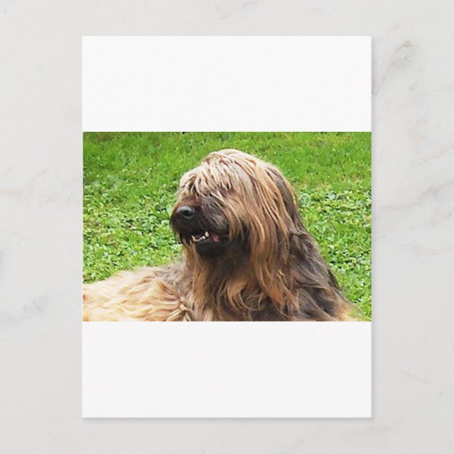 Briard fauve postkarte (Vorderseite)