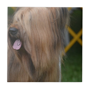 Briard Fliese