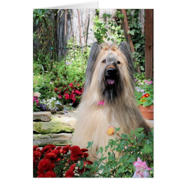 Briard Hund im Blumen-Garten (Vorne)