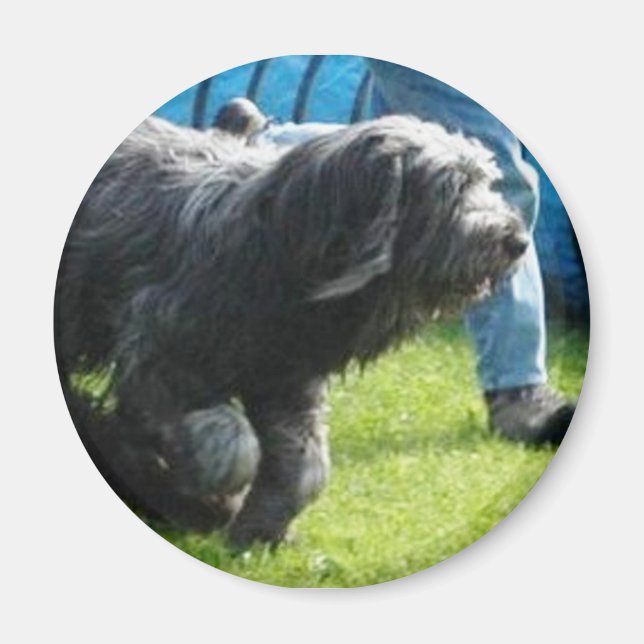 Briard Magnet (Vorne)