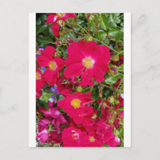 Briäre Rose und süße Violetten Postkarte