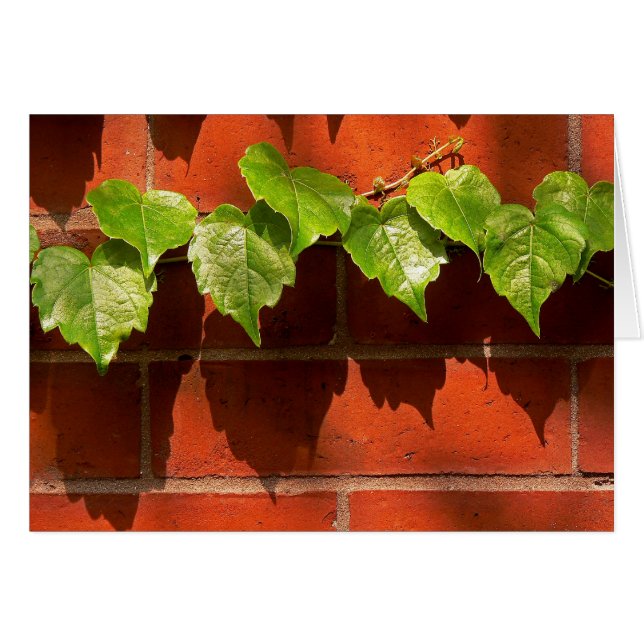 Brick Ivy (Vorderseite (Horizontal))