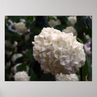 Bridal Blume Poster