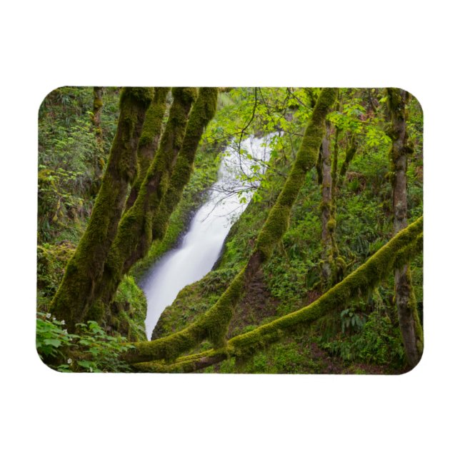 Bridal Veil Falls Magnet (Horizontal)
