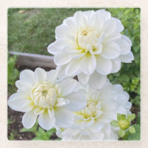 Bridge to Be Dahlia Untersetzer, weiße Blume