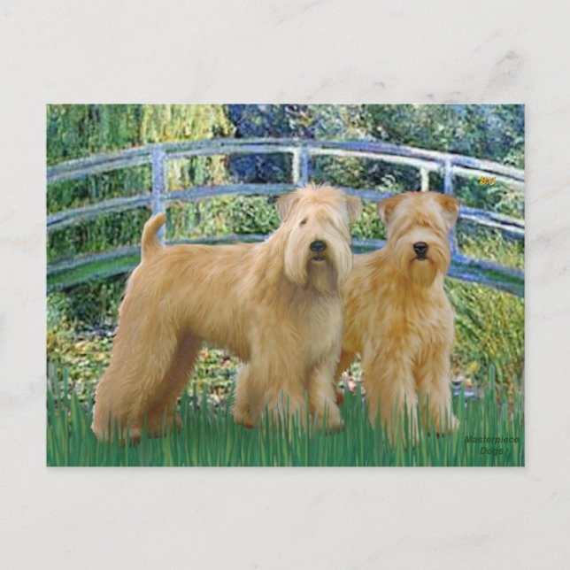 Bridge - Two Wheaten Terriers Postkarte (Vorderseite)