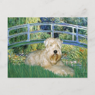 Bridge-Wheaten Terrier 1 Postkarte