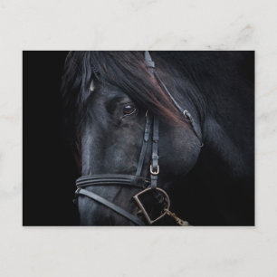 Bridled Black Stallion Face Postkarte