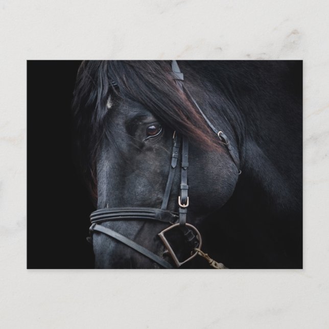 Bridled Black Stallion Face Postkarte (Vorderseite)
