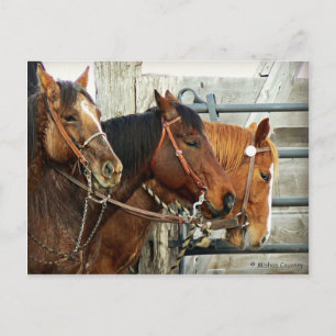 Bridled Horse Heads Postkarte