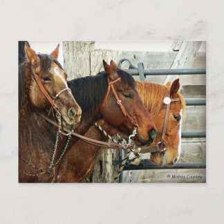 Bridled Horse Heads Postkarte