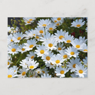 Briefkaart "veld vol madeliefjes" postkarte