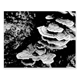 Briefmarke Shelf Fungus Rubber Gummistempel