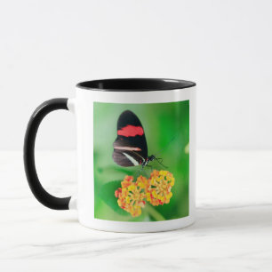 Briefträger rosina Schmetterling, der Nektar von Tasse