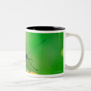 Briefträger rosina Schmetterling, der Nektar von Zweifarbige Tasse