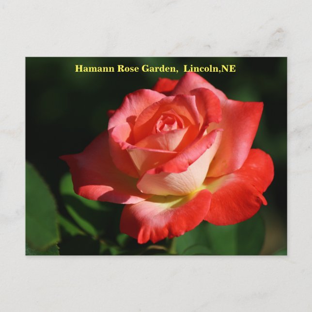 Brigadoon Rose Postcard HRG 400 2014 Postkarte (Vorderseite)