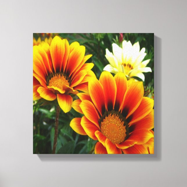 Bright African Daisies Leinwanddruck (Vorderseite)