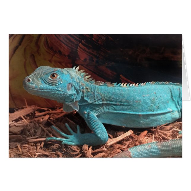 Bright Aqua Blue Iguana (Vorderseite (Horizontal))