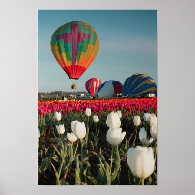 Bright Balloons & Tulips Poster (Vorne)