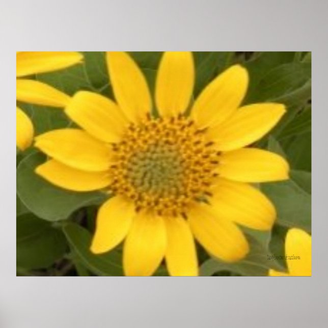 Bright Balsam Root Poster (Vorne)