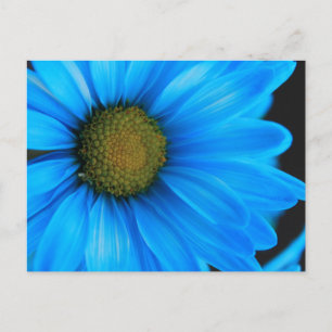 Bright Blue Daisy Postkarte