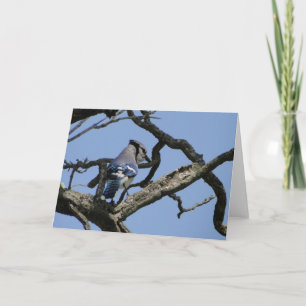 Bright Blue Jay Karte