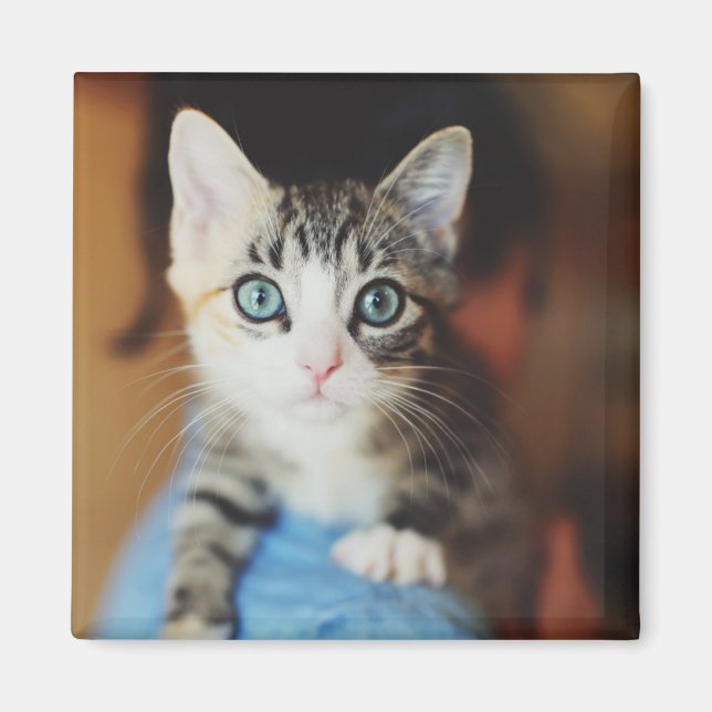 Bright Blue Mit Augen Kitten Magnet (Vorne)