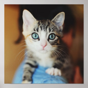 Bright Blue Mit Augen Kitten Poster