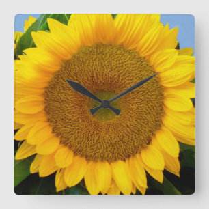 Bright Blue Sunflower Quadratische Wanduhr