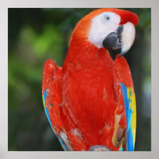 Bright Colored Parrot Poster (Vorne)