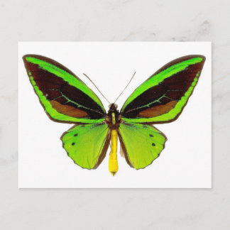 Bright Green Butterfly Postkarte