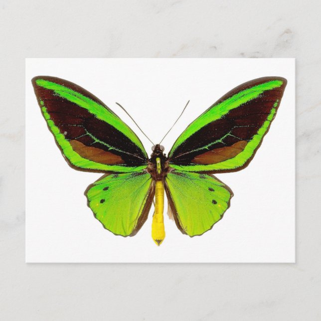 Bright Green Butterfly Postkarte (Vorderseite)