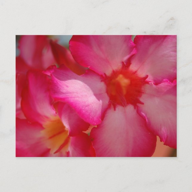 Bright Jamaica Postkarte (Vorderseite)