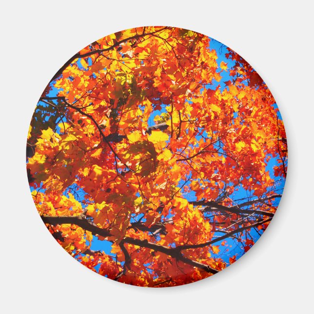 Bright Orange Autumn Leaves Foto Magnet (Vorne)
