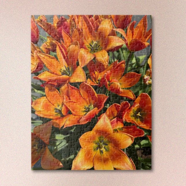 Bright Orange Calypso Tulip Jigsaw Puzzle (Von Creator hochgeladen)