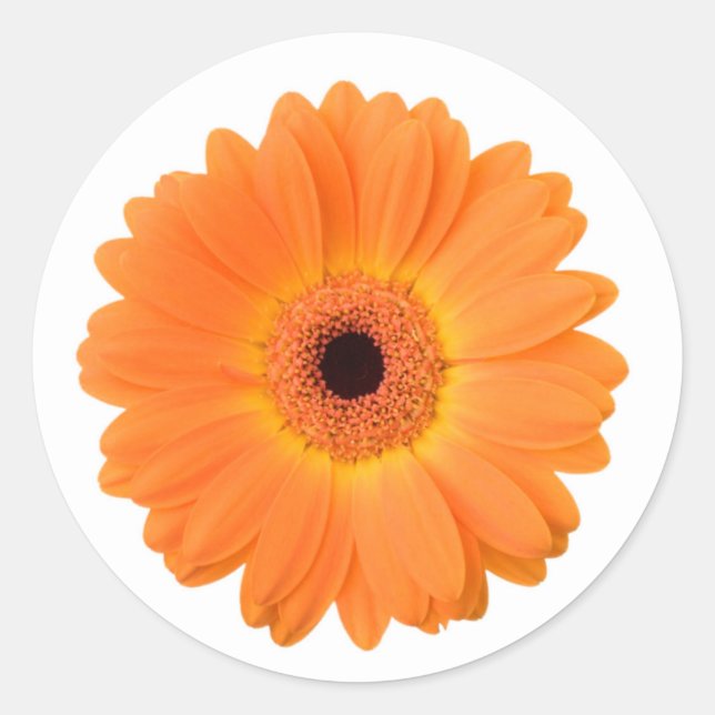 Bright Orange Gerbera Daisy Blume Runder Aufkleber (Vorderseite)