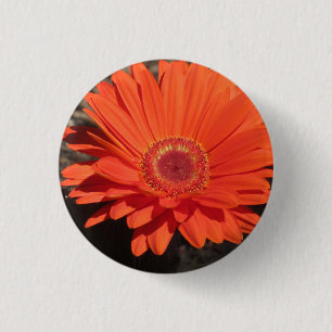 Bright Orange Gerbera Daisy Foto Button