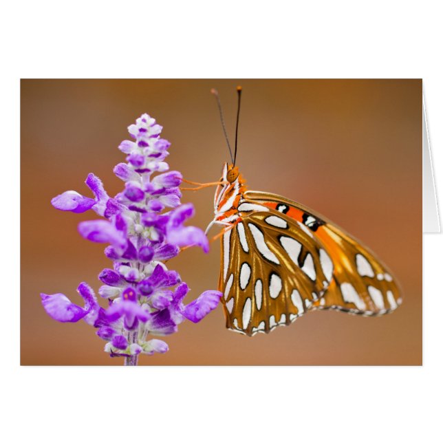 Bright Orange Gulf Fritillary Butterfly (Vorderseite (Horizontal))